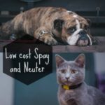 Low cost Spay and Neuter